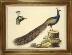Cornelius Nozeman Peacock PAVO CRISTATUS MAS from Nederlandsche Vogelen  - 815586