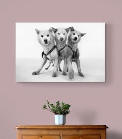 Cristina Mittermeier Cerberus - 4331038