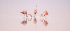 Cristina Mittermeier Pink Dancers 6  - 4123919
