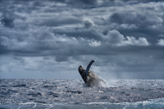 Cristina Mittermeier Pure Joy 6  - 4122988