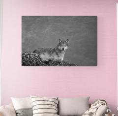 Cristina Mittermeier She Wolf 6  - 4122974