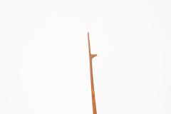 Danish Modern Teak Giraffe - 4390423