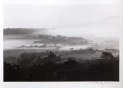 David Hamilton Vineyards - 4565348