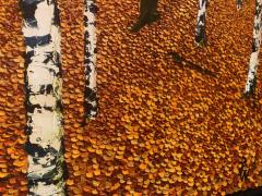 David J Williams Golden Birches - 1605325