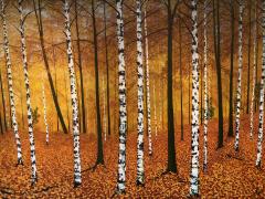 David J Williams Golden Birches - 1605328