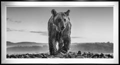 David Yarrow Bear Island 12  - 4168684
