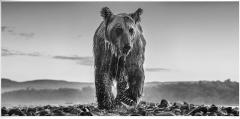 David Yarrow Bear Island 12  - 4168687