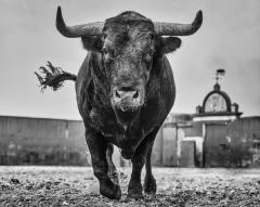 David Yarrow El Toro - 3497740