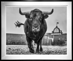 David Yarrow El Toro - 3648752