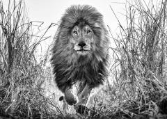 David Yarrow Fully Engaged - 2752578