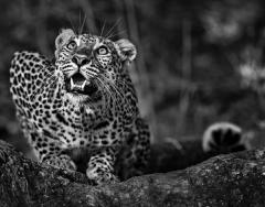 David Yarrow Ground Alert - 2748464