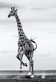 David Yarrow Hoof It - 2509537