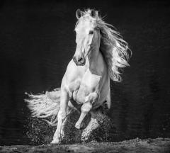 David Yarrow Horsepower - 2748465