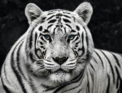 David Yarrow Mohan - 2818666