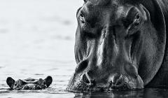 David Yarrow No Nearer - 2509446
