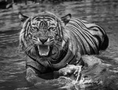 David Yarrow Risky Business - 3508485