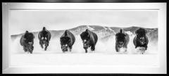 David Yarrow The Bills III - 3623717