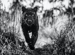 David Yarrow The Black Panther Returns - 2509459