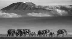 David Yarrow Walk the Line - 2507784