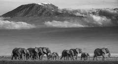 David Yarrow Walk the Line - 2507784