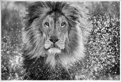 David Yarrow Waterworld - 3425104