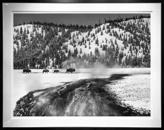 David Yarrow Yellowstone - 3534572