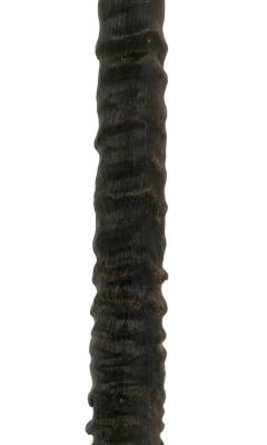 Decorative Antelope Horn Brush - 4408270