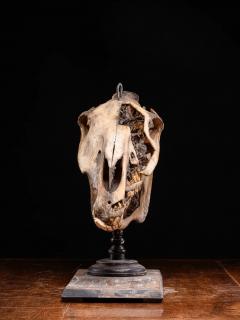 Didactical Horse Skull on a wooden museum stand Equus ferus caballus NR  - 4267615