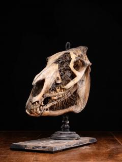 Didactical Horse Skull on a wooden museum stand Equus ferus caballus NR  - 4267617