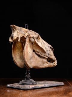 Didactical Horse Skull on a wooden museum stand Equus ferus caballus NR  - 4267619
