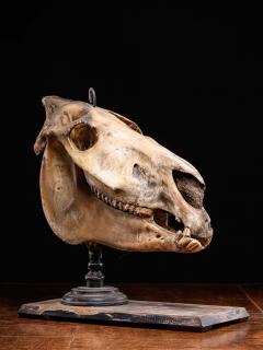 Didactical Horse Skull on a wooden museum stand Equus ferus caballus NR  - 4267620