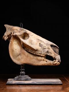 Didactical Horse Skull on a wooden museum stand Equus ferus caballus NR  - 4267621
