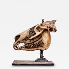Didactical Horse Skull on a wooden museum stand Equus ferus caballus NR  - 4269495