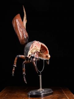 Didactical Model of a Cockchafer or May bug labeled - 4267613