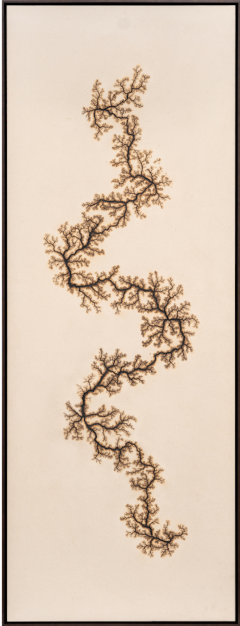 Douglas White Lichtenberg Drawing 1 2026 - 4575594