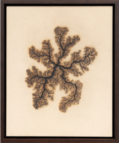 Douglas White Lichtenberg Drawing 14 2026 - 4575596