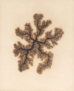 Douglas White Lichtenberg Drawing 14 2026 - 4575641