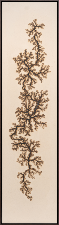 Douglas White Lichtenberg Drawing 3 2026 - 4575598