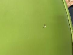 Dutch Modern Bamboo Green Leather Three Barstools Netherlands 1970s - 4470704