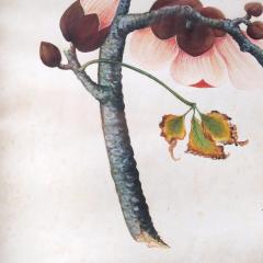 Early 19th Century Chinese Botanical Butterfly Watercolor on Pith Paper - 672332