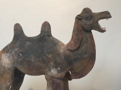Early Tang Dynasty Camel - 1939123