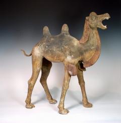 Early Tang Dynasty Camel - 1939127