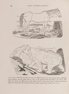 Edward Bawden How Animals Move by Edward BAWDEN - 3228417