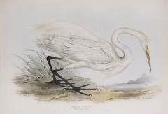 Edward Lear A Group of Four Wading Birds - 2667469
