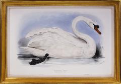 Edward Lear Edward Lear Set of Three Swans Whistling Swan Berwick s Swan Domestic Swan  - 1067314