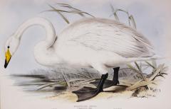 Edward Lear Edward Lear Set of Three Swans Whistling Swan Berwick s Swan Domestic Swan  - 1067404