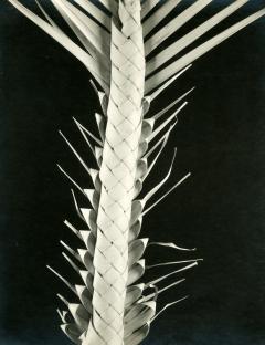 Edward Weston Palma de Semana PP 1057 Braided Palm Frond 1926 - 63211