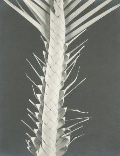 Edward Weston Palma de Semana PP 1057 Braided Palm Frond 1926 - 63212