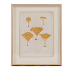 Elias Magnus Fries 19th Century Swedish Mushroom Prints - 1552629