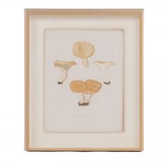Elias Magnus Fries 19th Century Swedish Mushroom Prints - 1552635